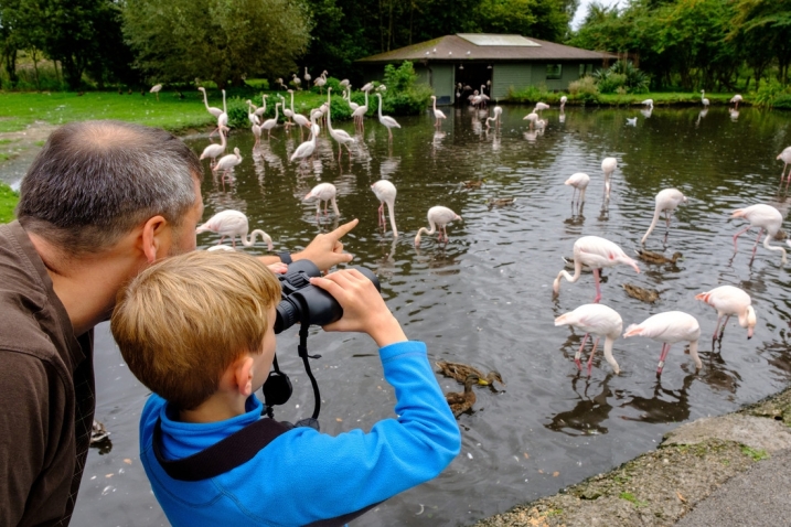 A father and his son stood together. The father points at a nearby flamingo flock whilst the child looks through his binoculars at them.